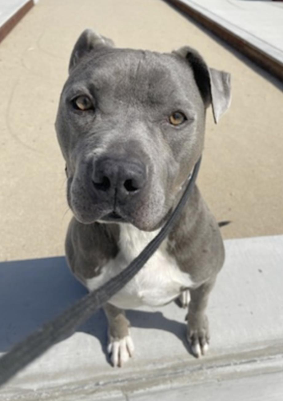 Brady — thumbnail 2