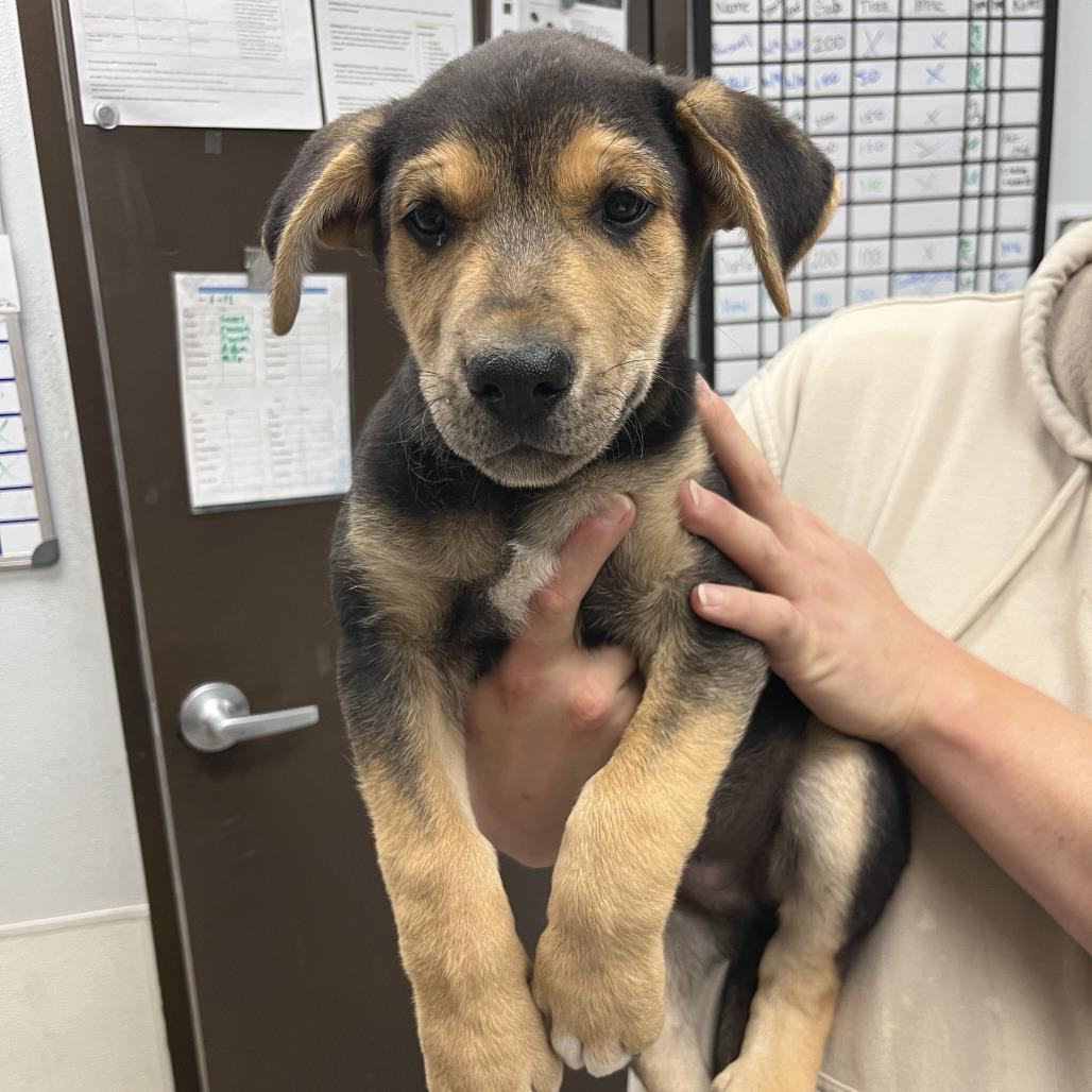 Caelum, Adoptable, Puppy Male German Shepherd Dog & Husky.