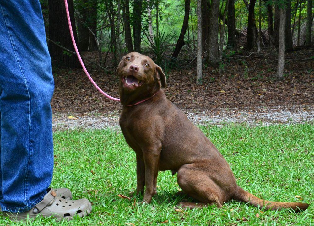 Enlarge Mariah, a Adoptable mixed breed in Willingboro, NJ image 2/6