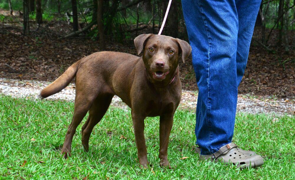 Enlarge Mariah, a Adoptable mixed breed in Willingboro, NJ image 3/6