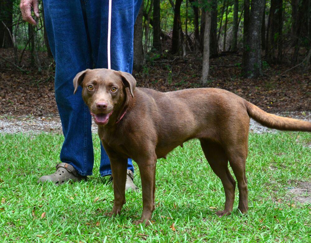 Enlarge Mariah, a Adoptable mixed breed in Willingboro, NJ image 4/6