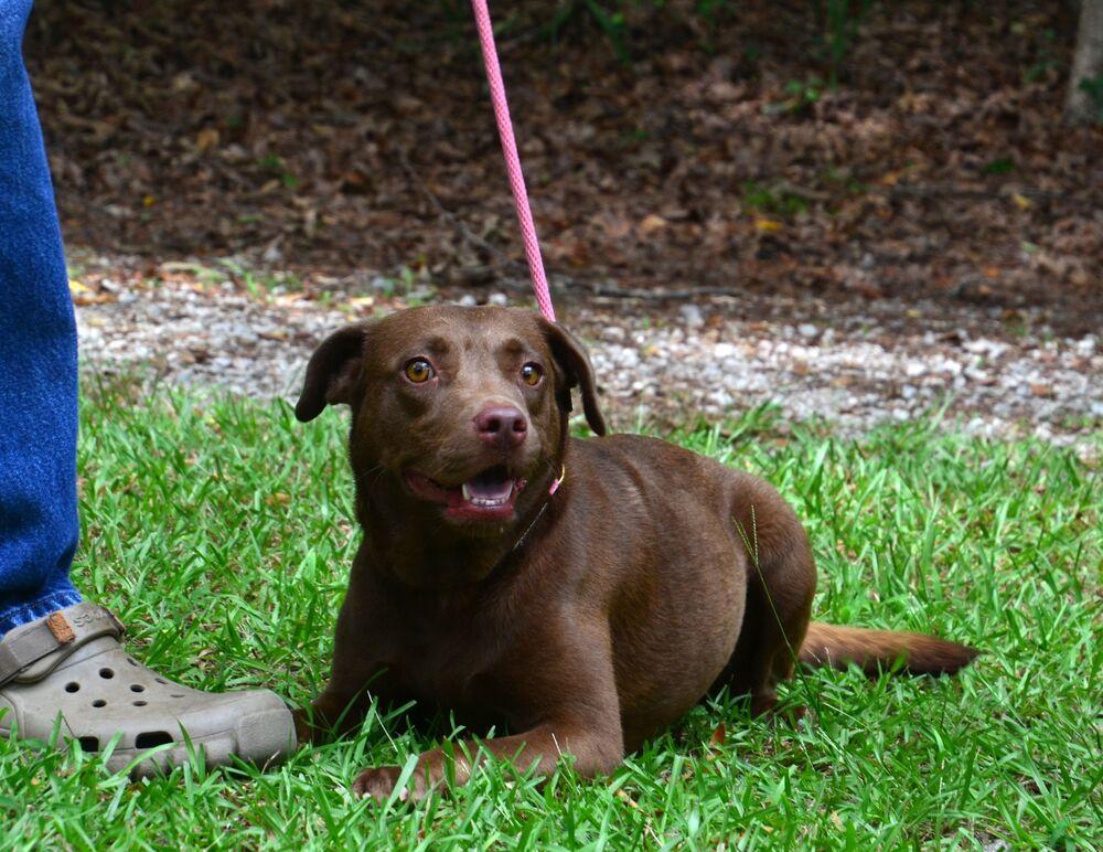 Enlarge Mariah, a Adoptable mixed breed in Willingboro, NJ image 5/6