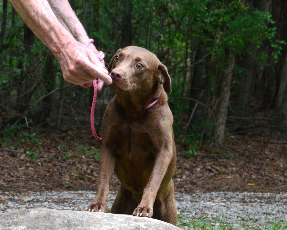 Enlarge Mariah, a Adoptable mixed breed in Willingboro, NJ image 6/6
