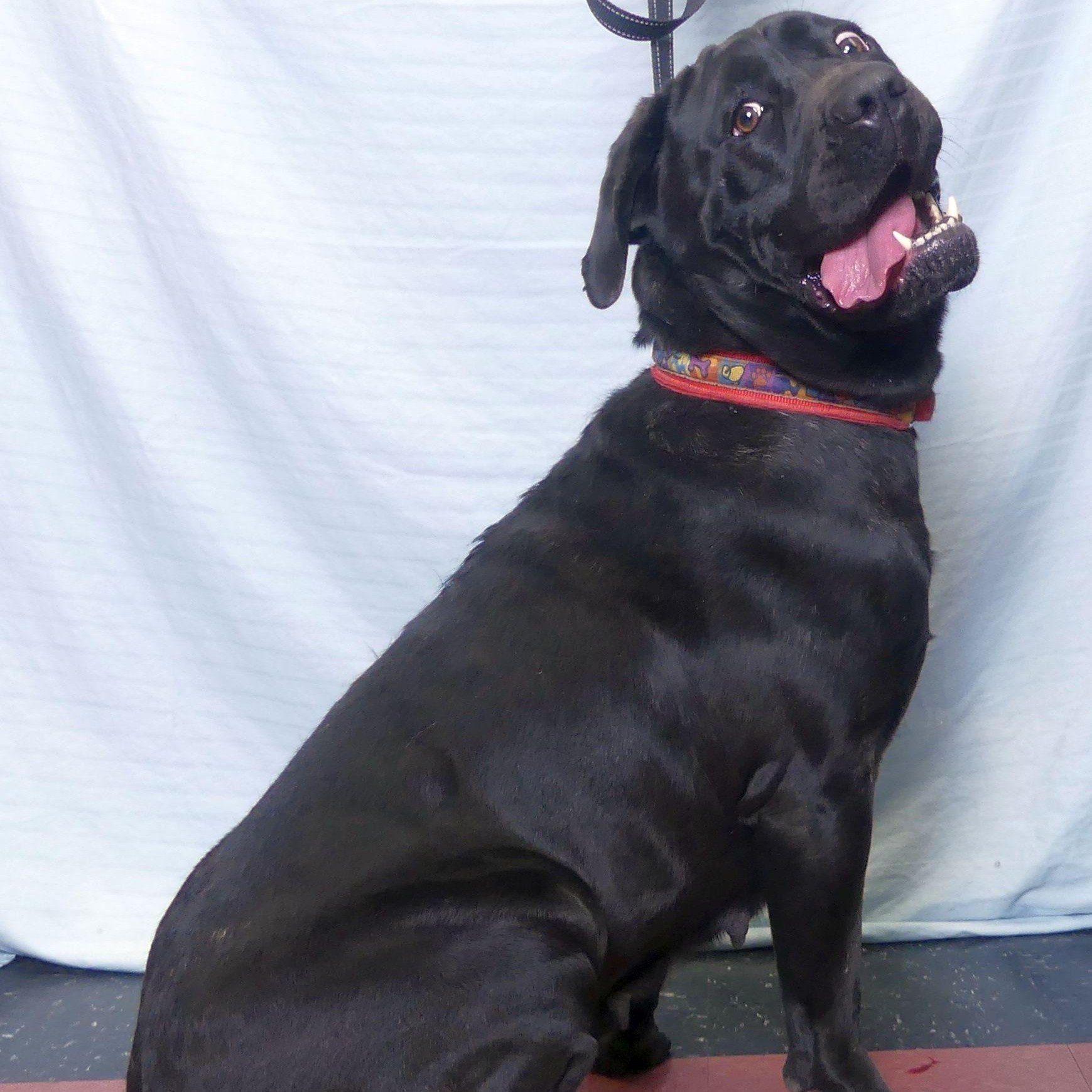Adopt CORA