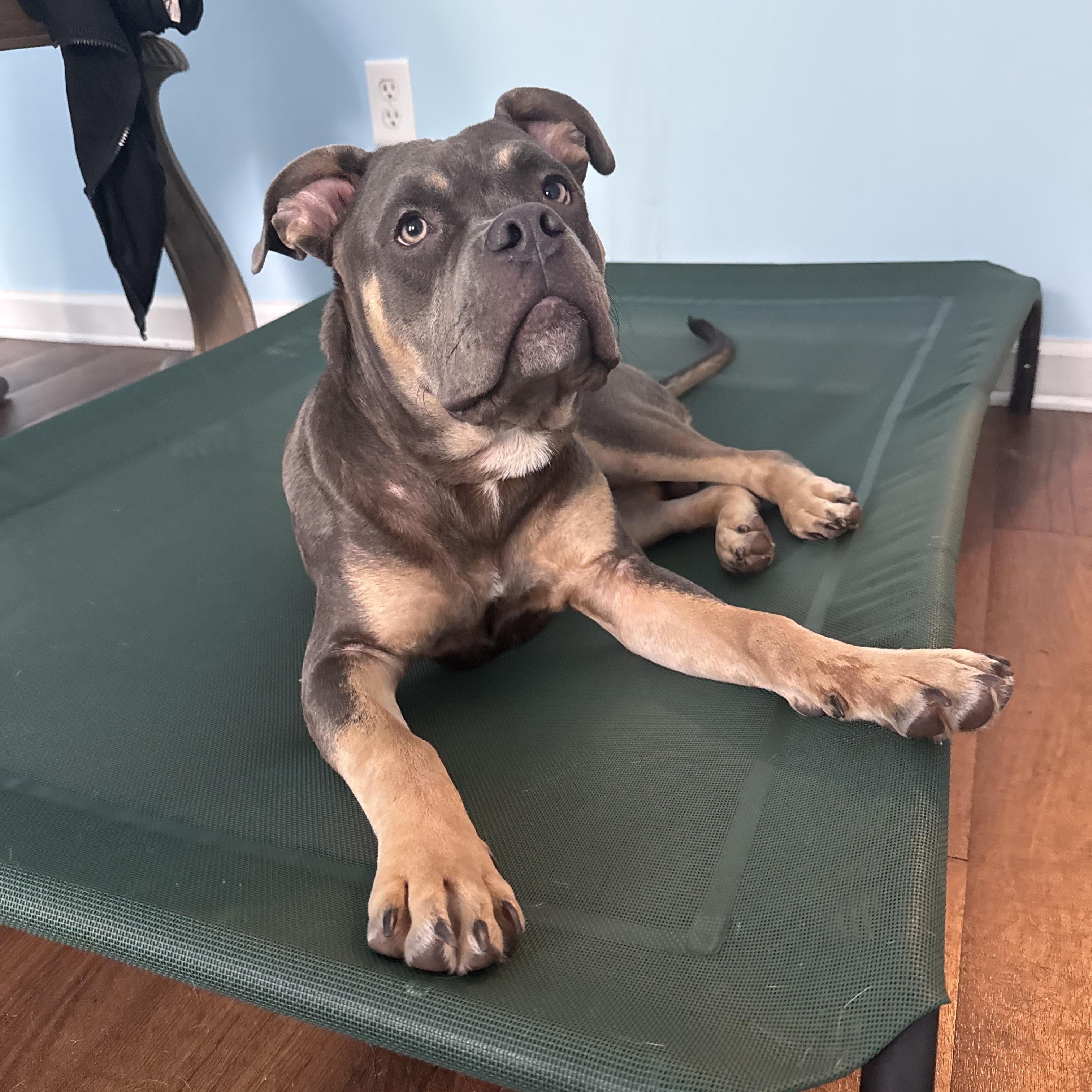 Enlarge Pete, an adopted American Bully in Navarre, FL image 2/5