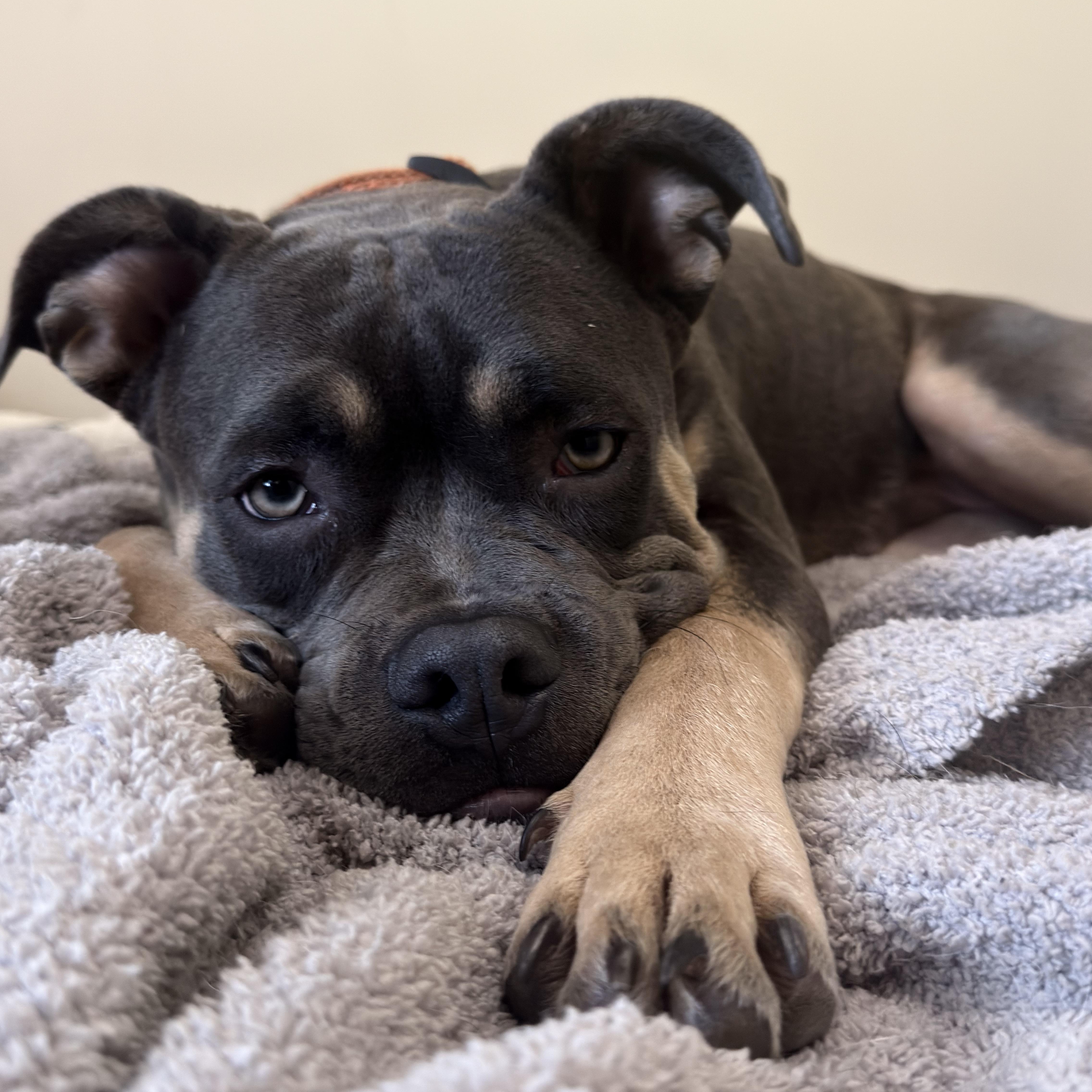 Enlarge Pete, an adopted American Bully in Navarre, FL image 5/5