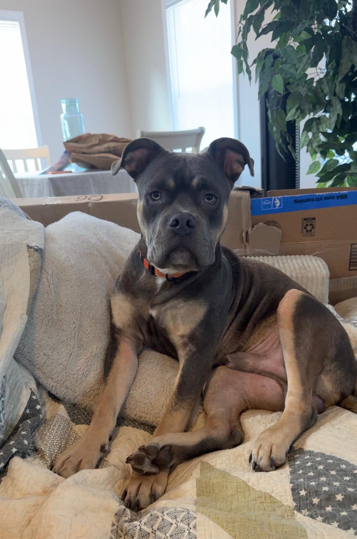 Enlarge Pete, an adopted American Bully in Navarre, FL image 1/5