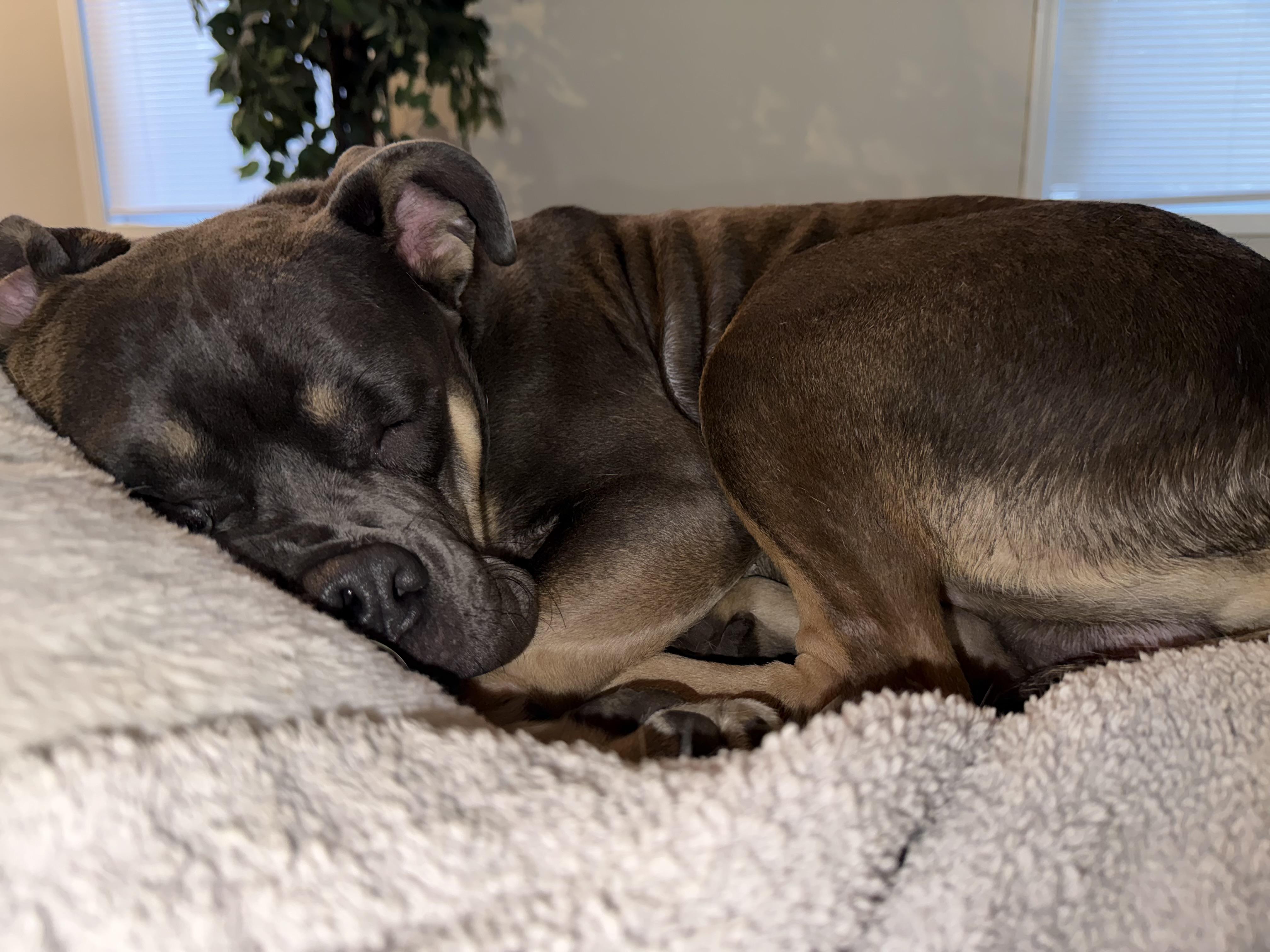 Enlarge Pete, an adopted American Bully in Navarre, FL image 3/5