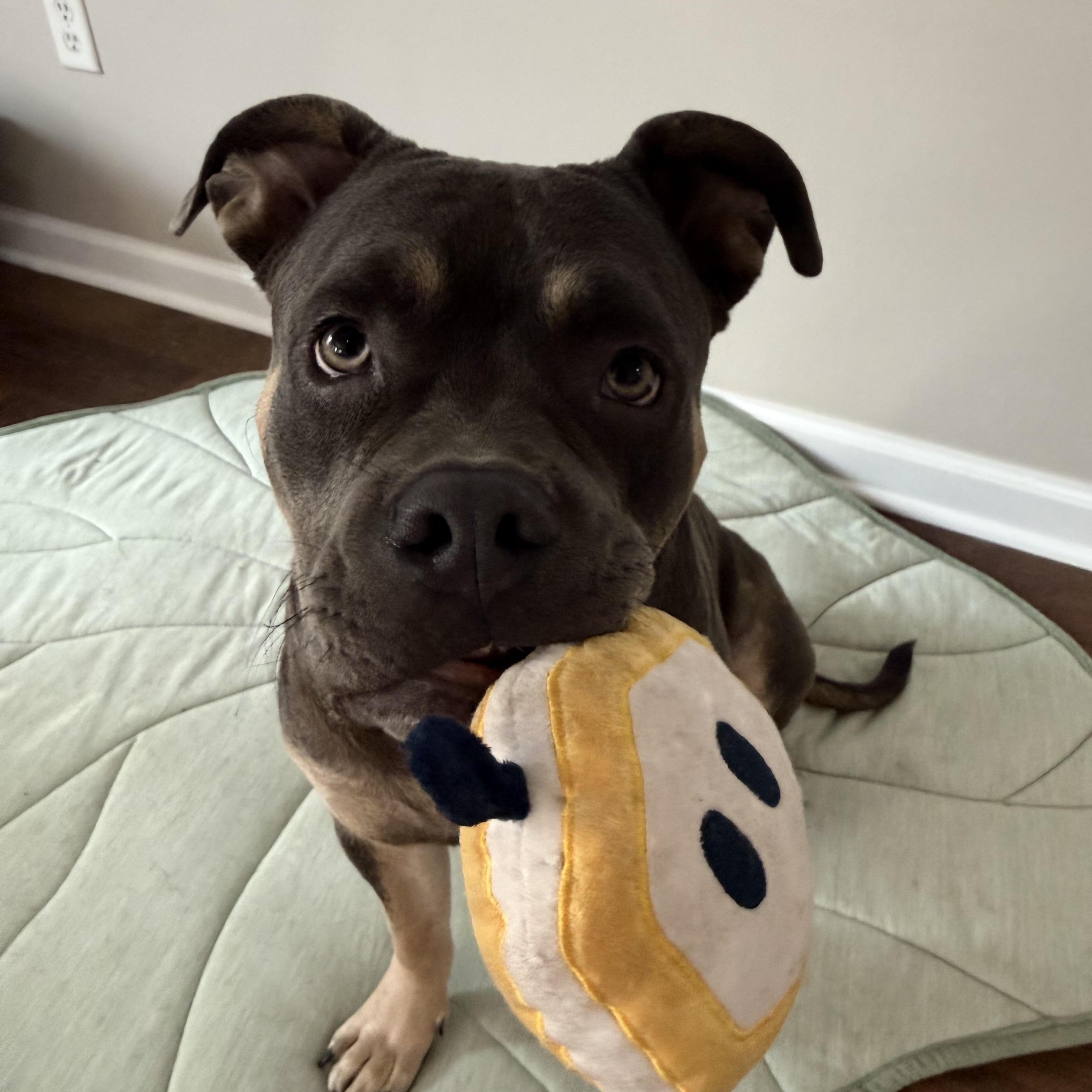 Enlarge Pete, an adopted American Bully in Navarre, FL image 4/5