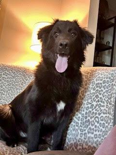 Enlarge Sparta, a Adoptable Maremma Sheepdog in Hillside, IL image 1/1