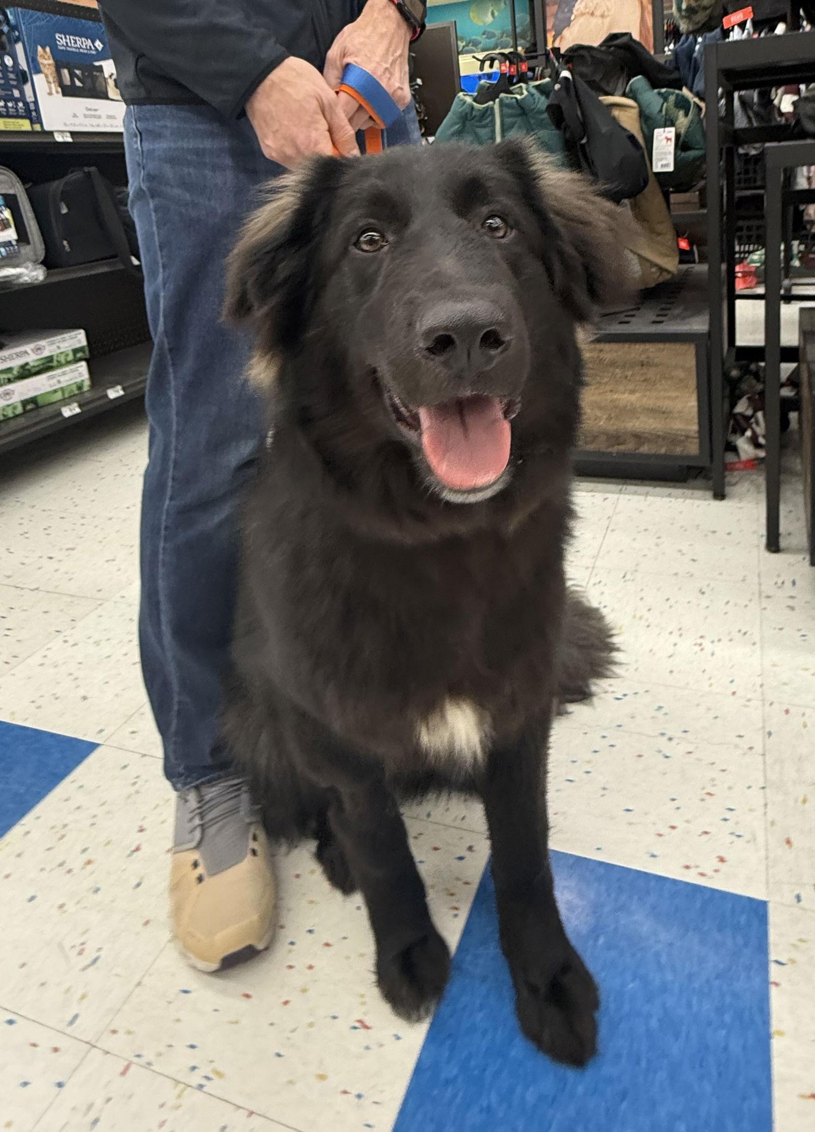 Enlarge Sparta, a Adoptable Maremma Sheepdog in Hillside, IL image 2/2