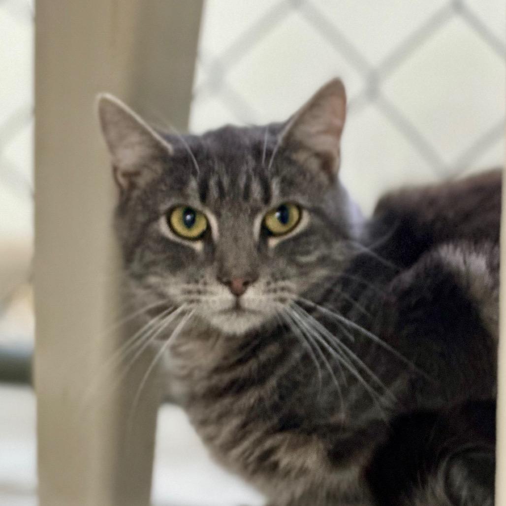 Gnocchi (Working Cat), Adoptable, Adult Male Domestic Short Hair.