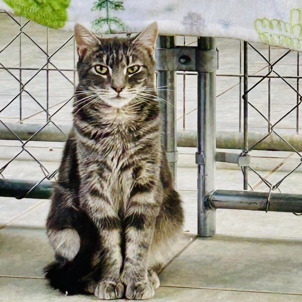 Enlarge Gnocchi (Working Cat), a Adoptable Domestic Short Hair in East Smithfield , PA image 2/6