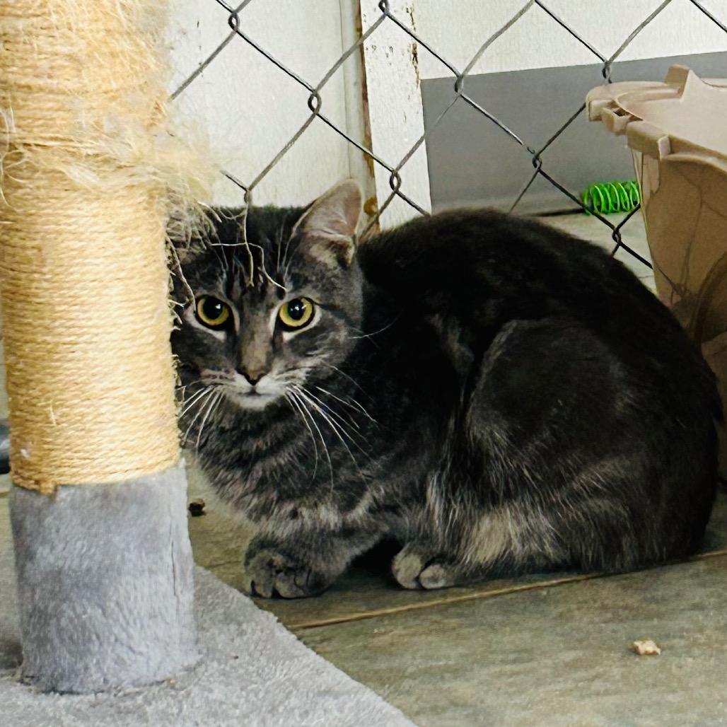 Enlarge Gnocchi (Working Cat), a Adoptable Domestic Short Hair in East Smithfield , PA image 3/6