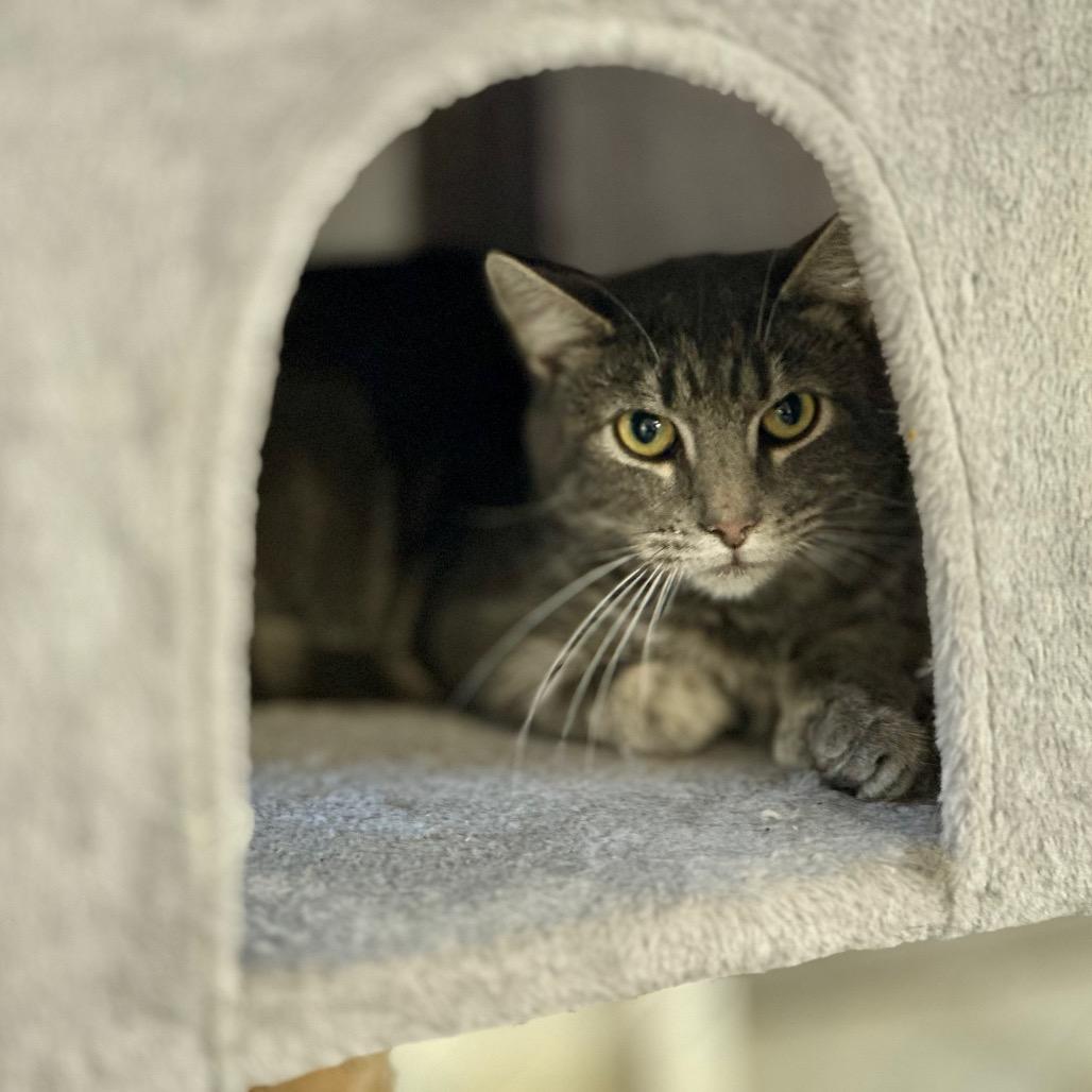 Enlarge Gnocchi (Working Cat), a Adoptable Domestic Short Hair in East Smithfield , PA image 4/6