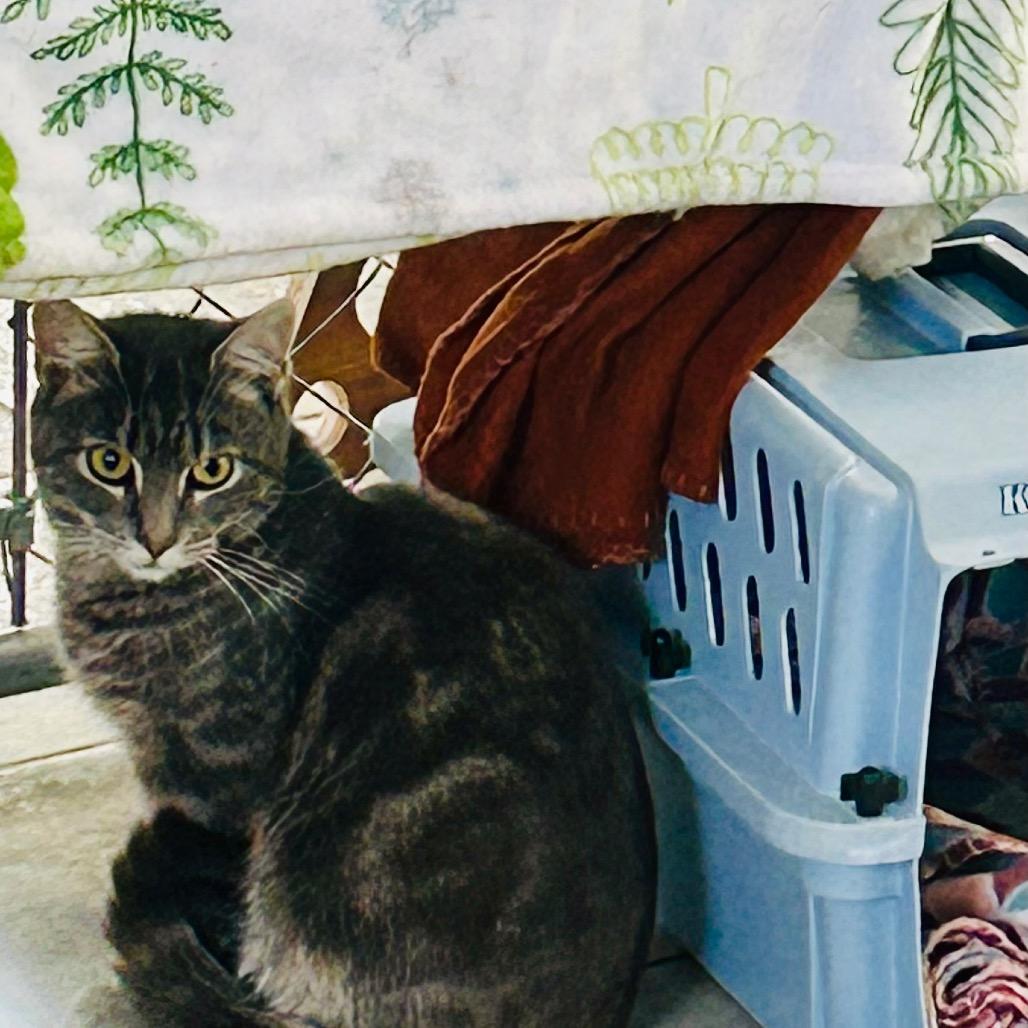 Enlarge Gnocchi (Working Cat), a Adoptable Domestic Short Hair in East Smithfield , PA image 6/6