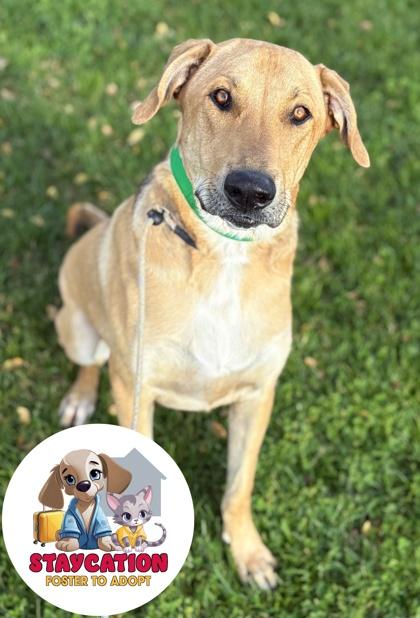 Enlarge Maverick, a Adoptable mixed breed in Phoenix, AZ image 1/3