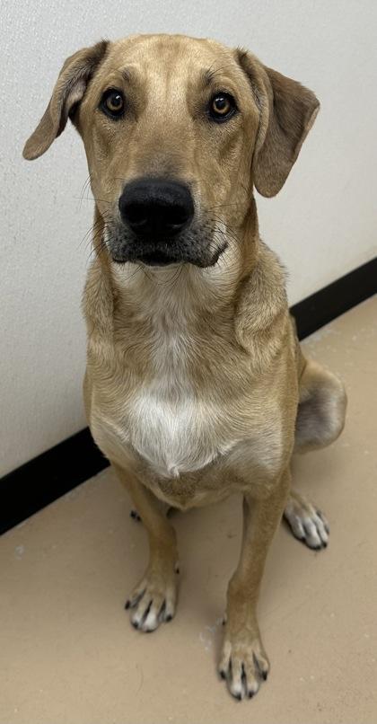 Enlarge Maverick, a Adoptable mixed breed in Phoenix, AZ image 3/3