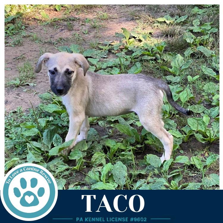 Taco (Taco Tuesday Crew) 062026, Adoptable, Puppy Male Shepherd.