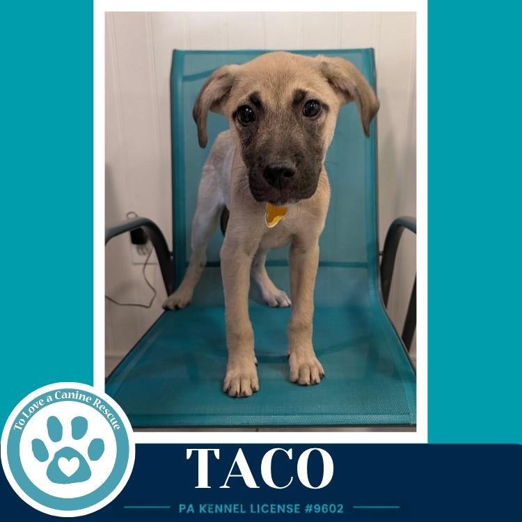 Taco (Taco Tuesday Crew) 062026, a Adoptable mixed breed in Kimberton, PA image 2/3