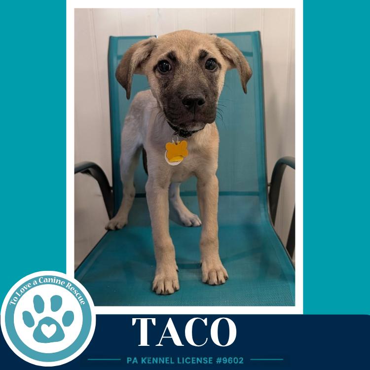 Taco (Taco Tuesday Crew) 062026, a Adoptable mixed breed in Kimberton, PA image 3/3