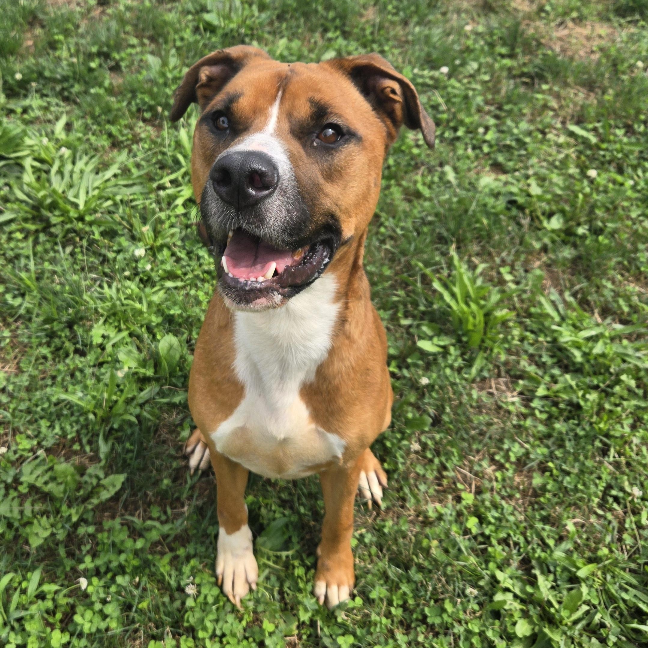 Enlarge Tucker, a Adoptable Retriever in Xenia , OH image 1/6