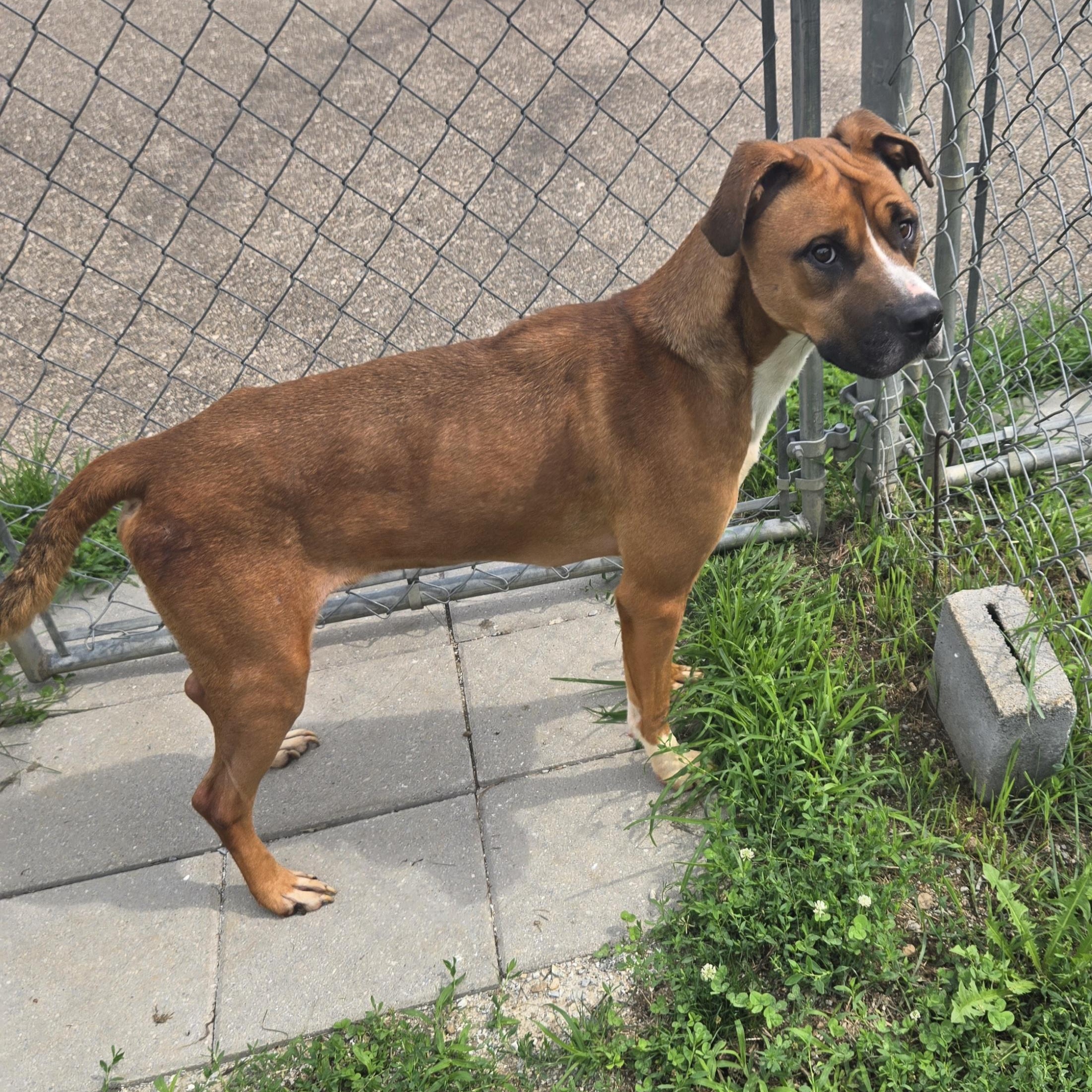 Enlarge Tucker, a Adoptable Retriever in Xenia , OH image 6/6