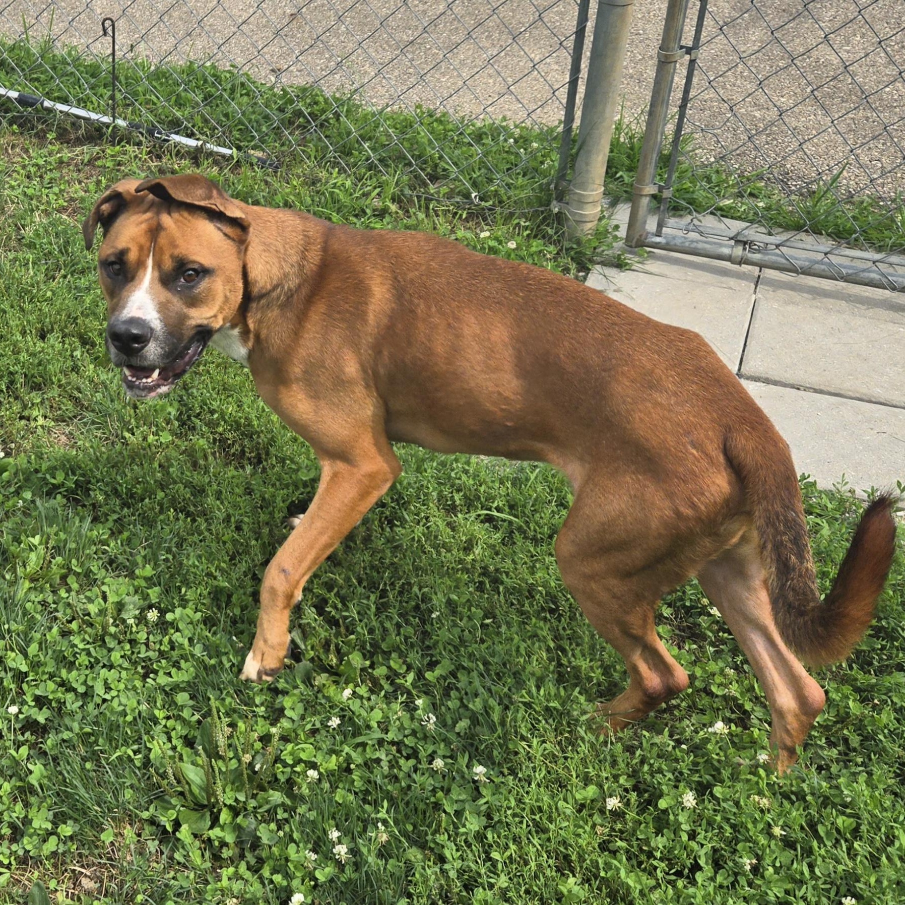 Enlarge Tucker, a Adoptable Retriever in Xenia , OH image 5/6