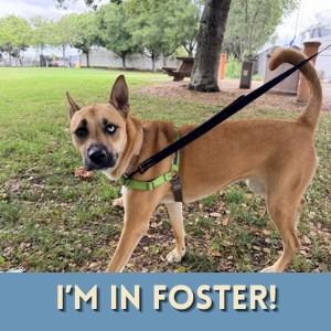 Enlarge CELESTE, a Adoptable mixed breed in Alameda, CA image 1/1