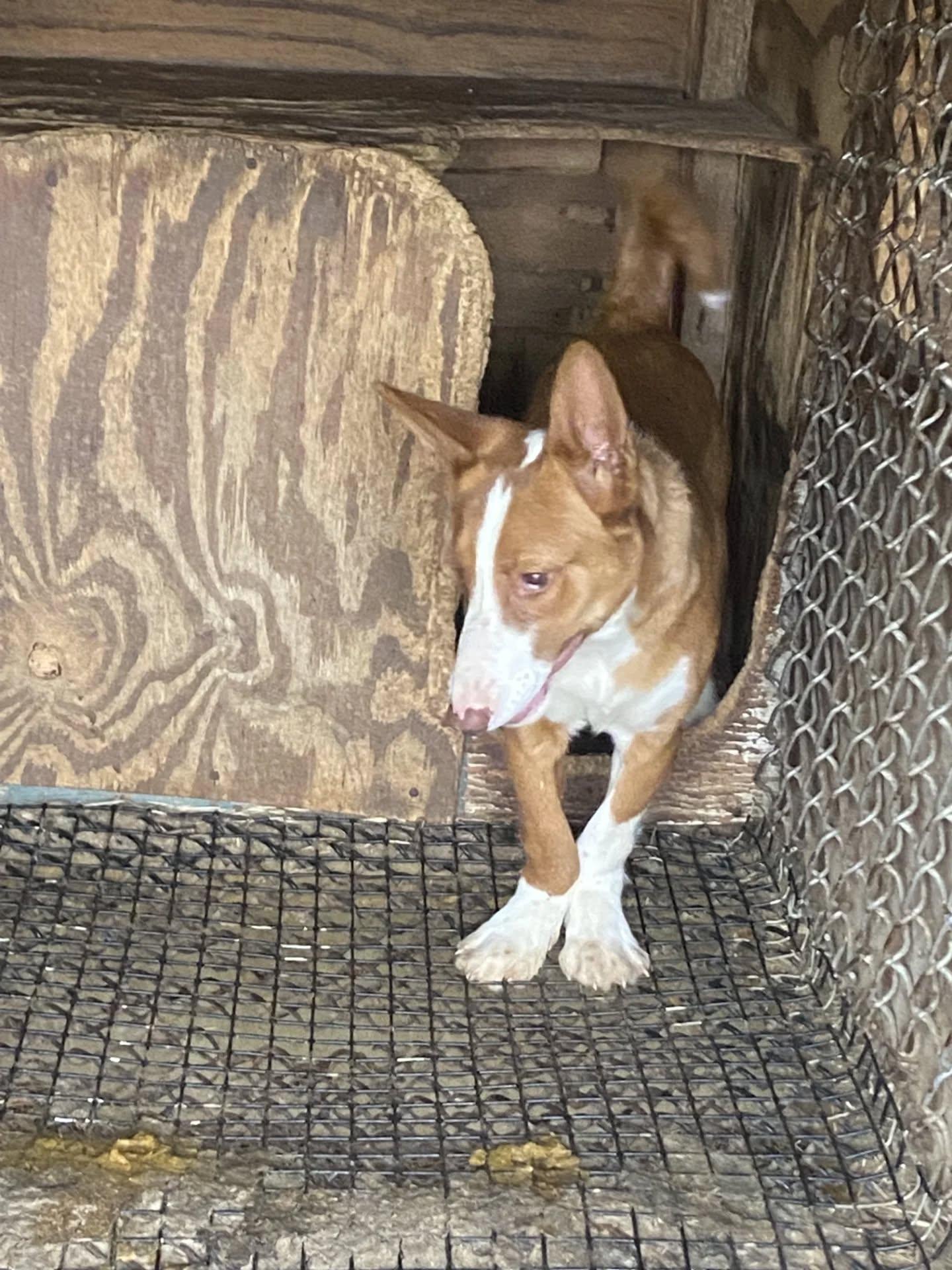Summer (Foster Needed), Adoptable, Puppy Female Portuguese Podengo.