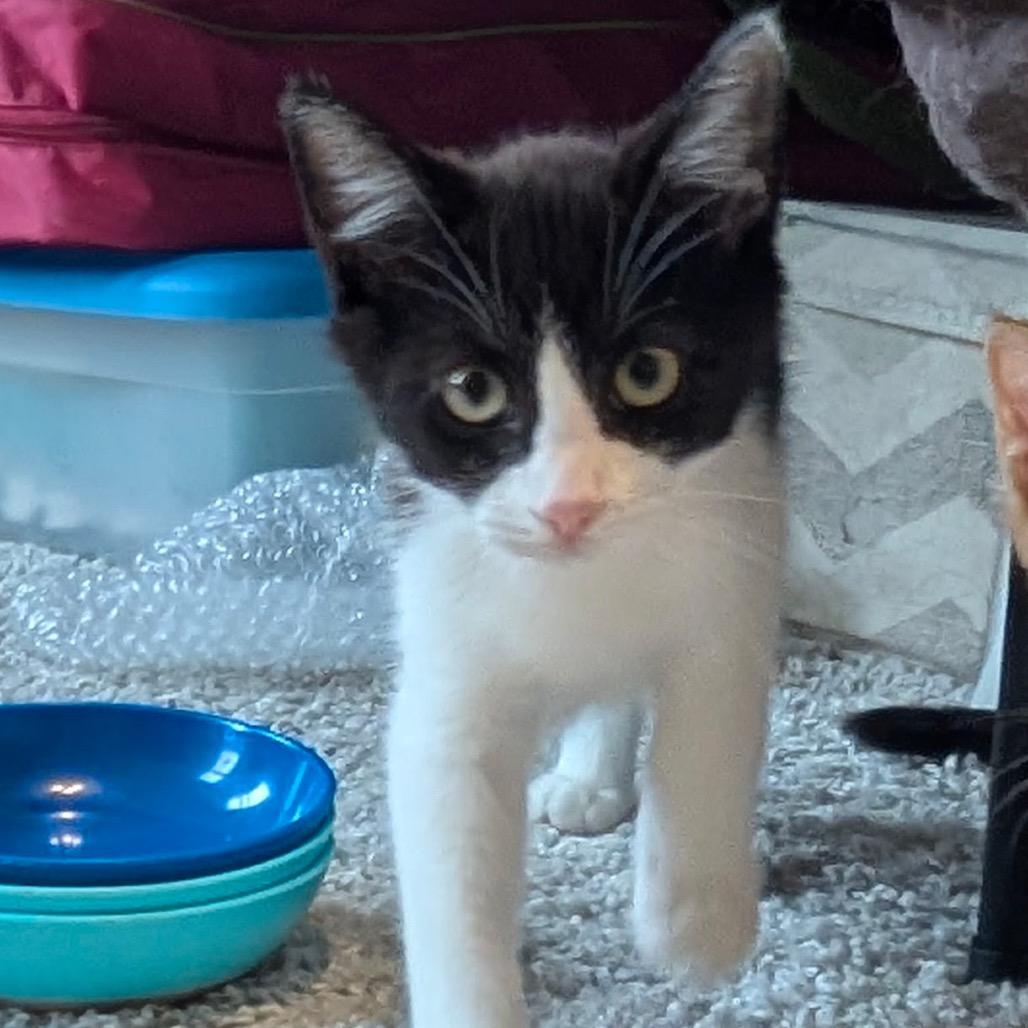Rocket Raccoon, a Adoptable Domestic Short Hair in Raleigh, NC image 1/5