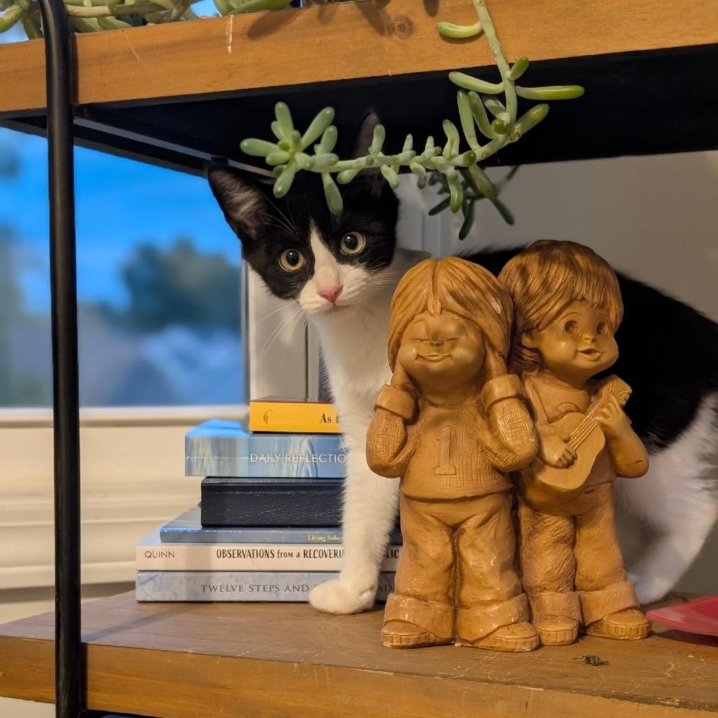 Rocket Raccoon, a Adoptable Domestic Short Hair in Raleigh, NC image 2/5