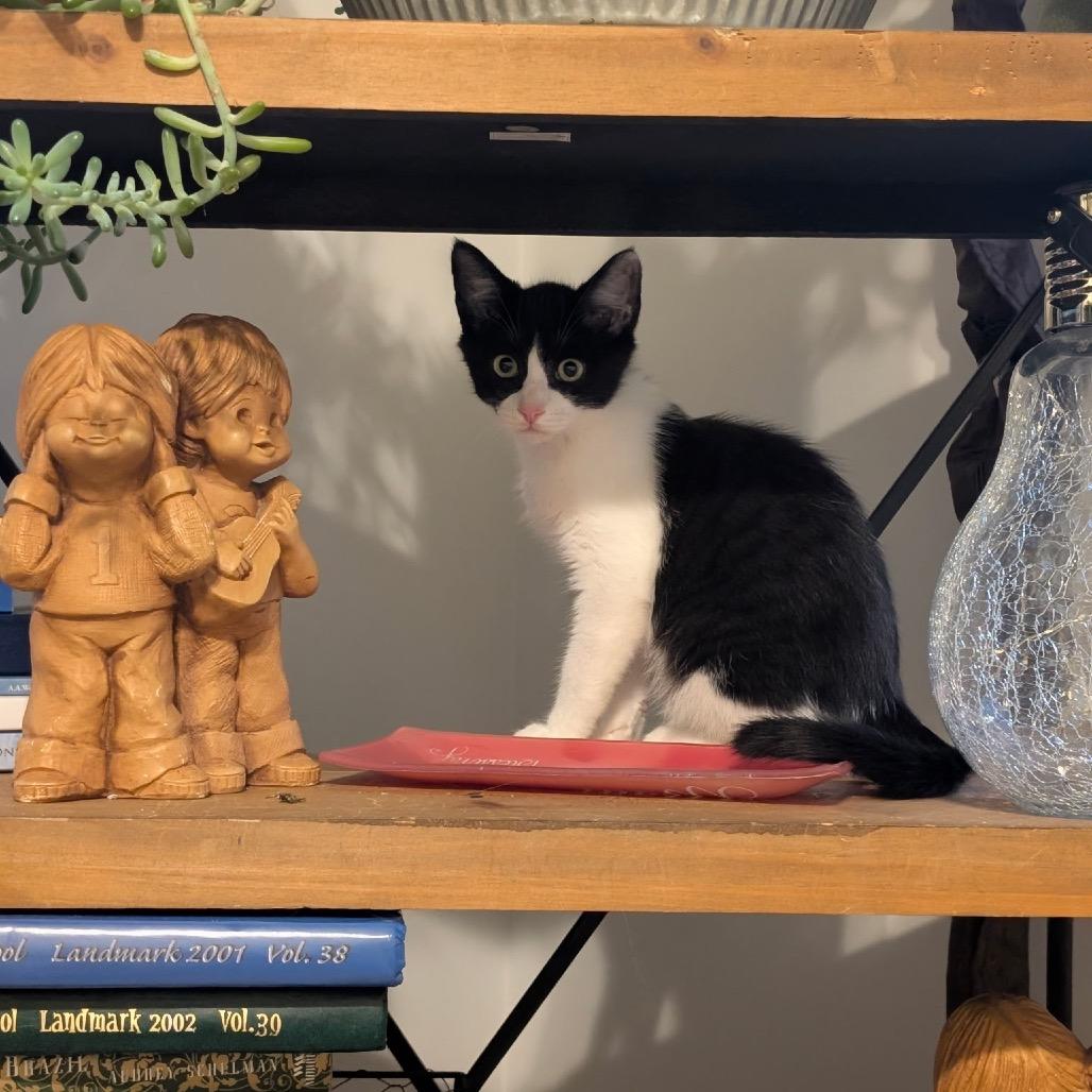 Rocket Raccoon, a Adoptable Domestic Short Hair in Raleigh, NC image 3/5