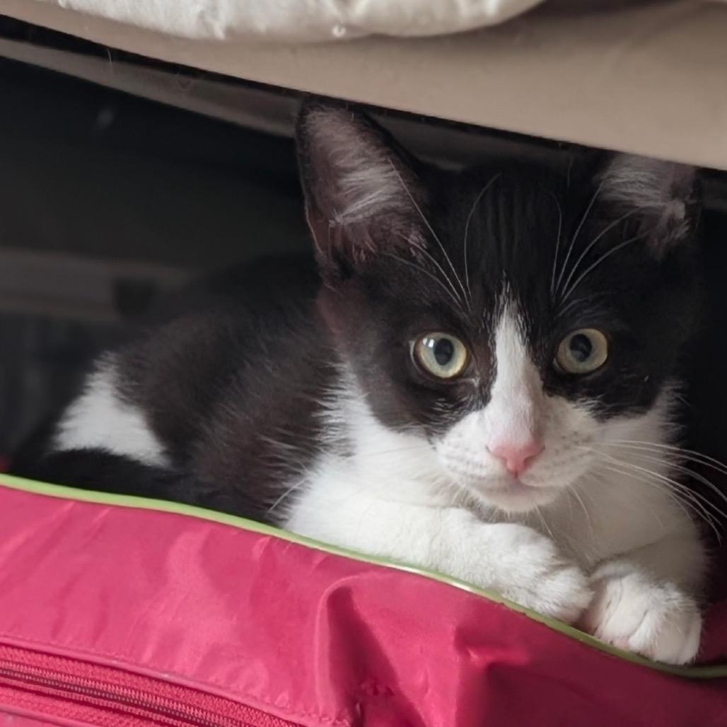Rocket Raccoon, a Adoptable Domestic Short Hair in Raleigh, NC image 4/5