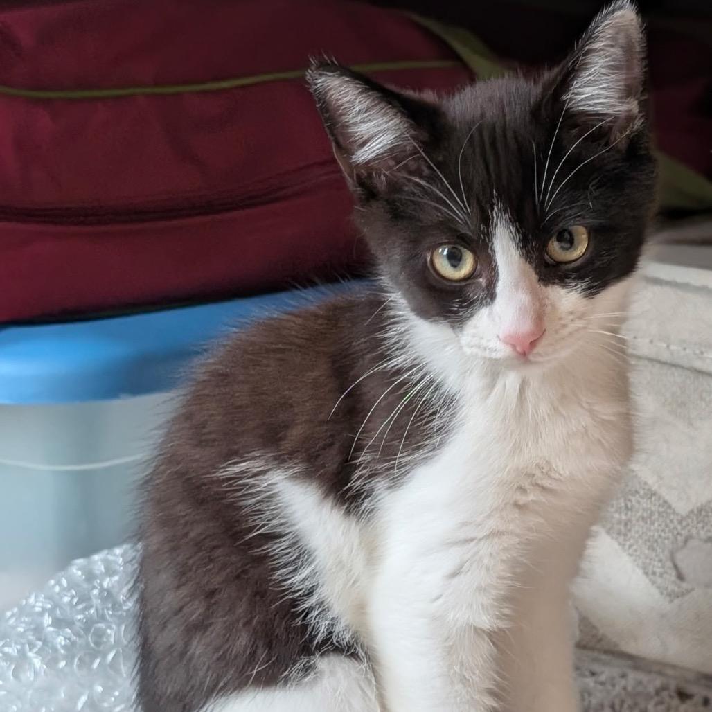 Rocket Raccoon, a Adoptable Domestic Short Hair in Raleigh, NC image 5/5