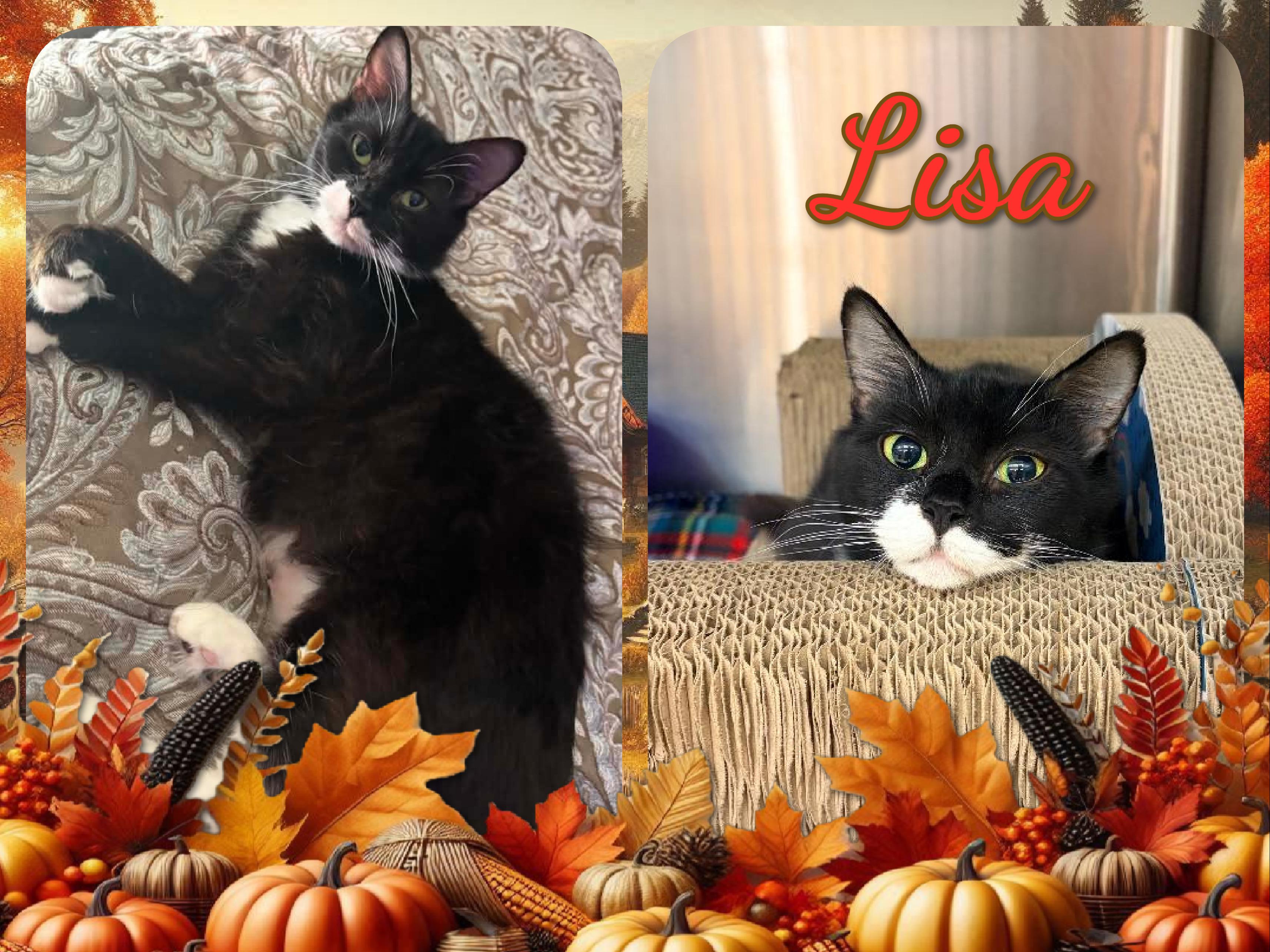 Lisa, ADOPTABLE, Adult Female Domestic Short Hair.