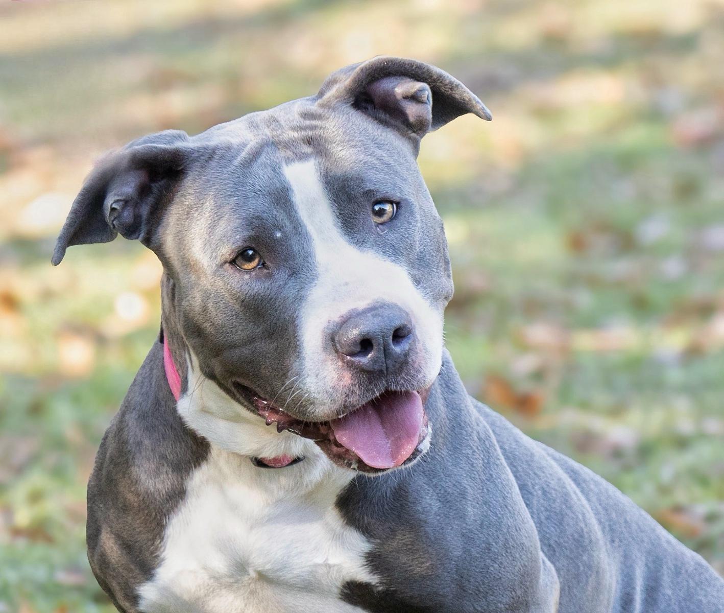 Diamond, Adult Female Mixed Breed