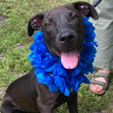 ROWAN, Adoptable, Young Male Hound & Mixed Breed.