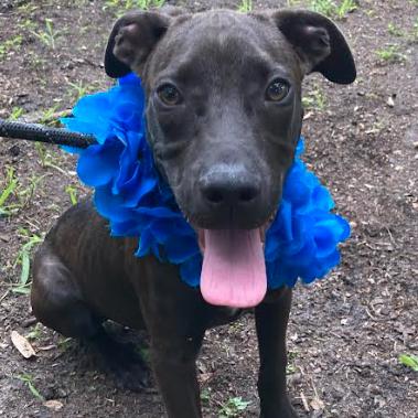 Enlarge ROWAN, a Adoptable mixed breed in Indiantown, FL image 2/6