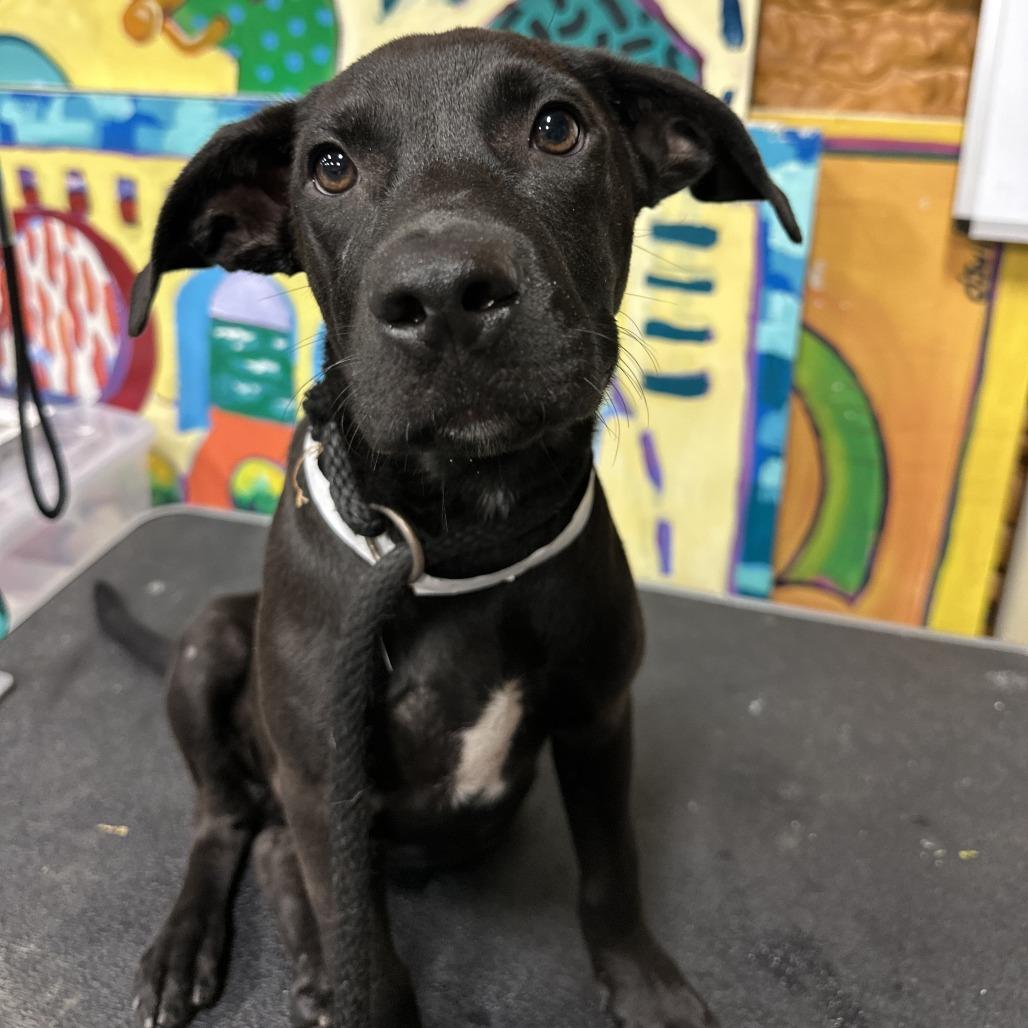 Enlarge ROWAN, a Adoptable mixed breed in Indiantown, FL image 3/6