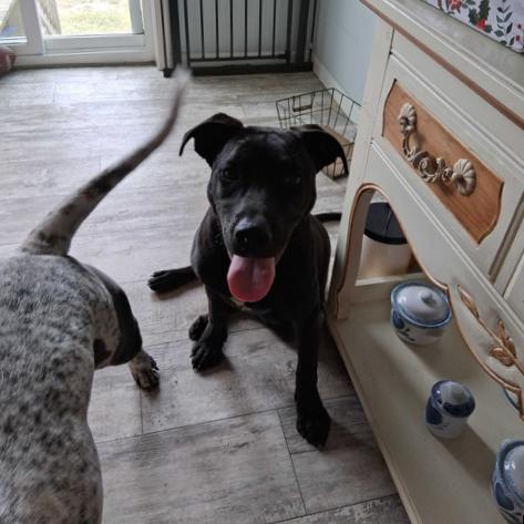 Enlarge ROWAN (520), a Adoptable mixed breed in Indiantown, FL image 3/6