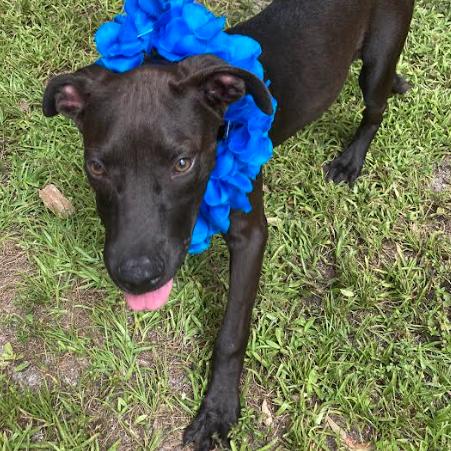Enlarge ROWAN, a Adoptable mixed breed in Indiantown, FL image 4/6