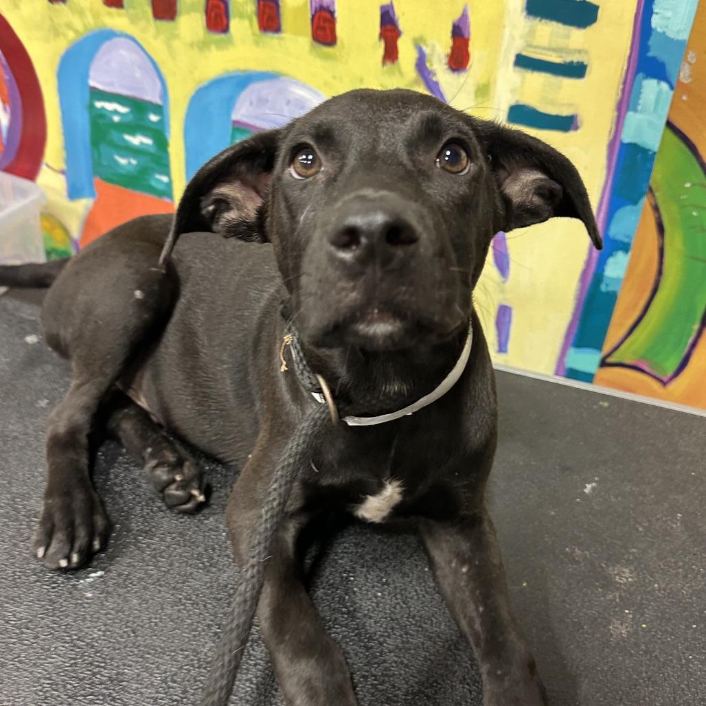 Enlarge ROWAN, a Adoptable mixed breed in Indiantown, FL image 6/6