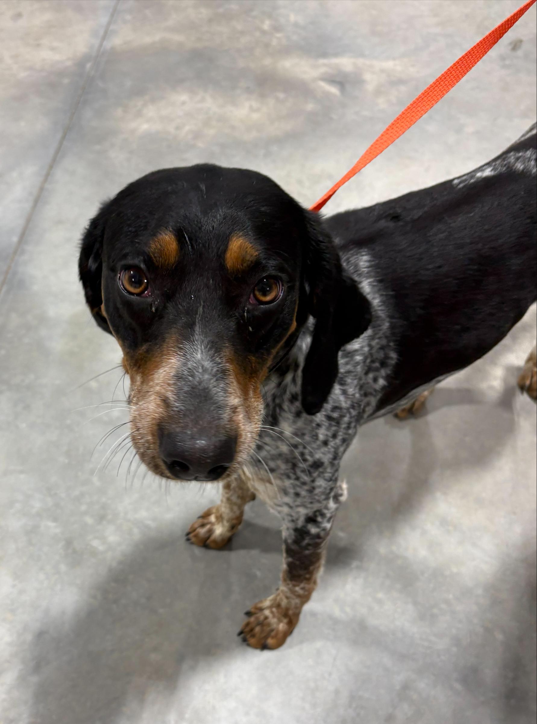Lady Bee, ADOPTABLE, Adult Female Bluetick Coonhound.