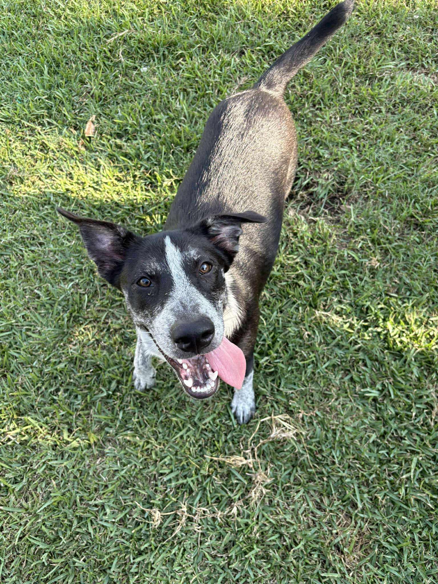 Wool (Sponsored Adoption Fee)