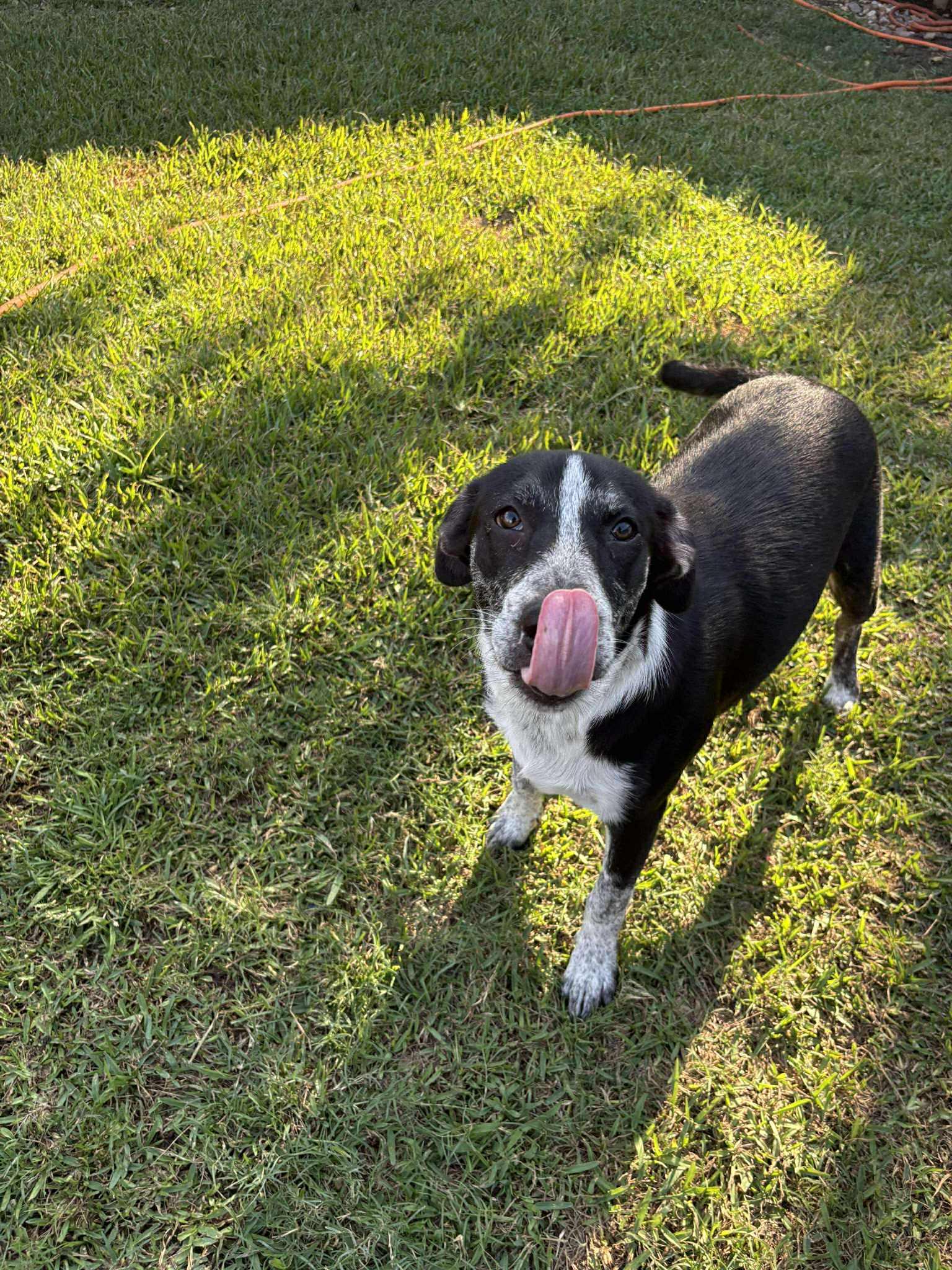 Wool (Sponsored Adoption Fee)