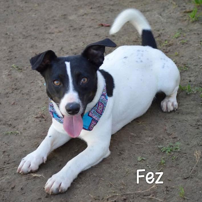 Fez, Adopted, Adult Male Terrier.