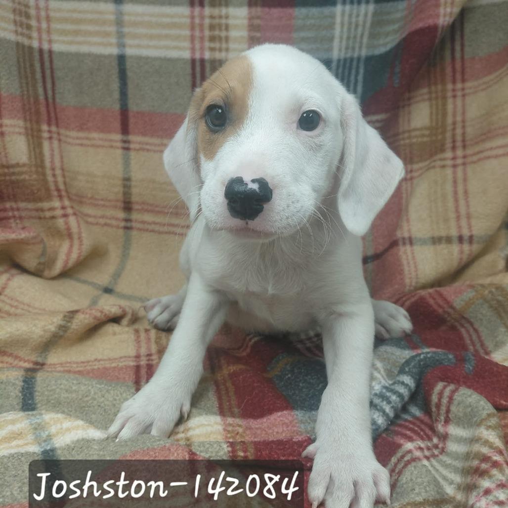 Enlarge Joshston, a Adoptable Hound in New Tazewell, TN image 1/1