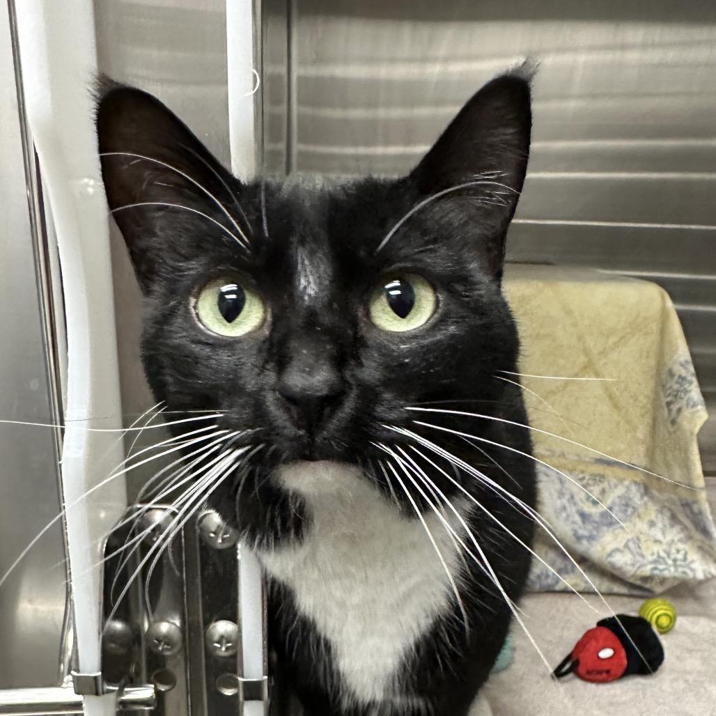 Hilda, Adoptable, Adult Female Domestic Short Hair.