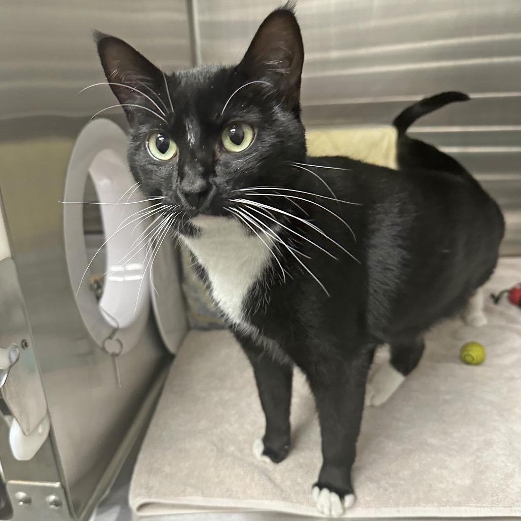 Hilda, a Adoptable Domestic Short Hair in Cody, WY image 2/6